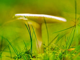 white mushroom in closeup photo
